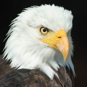 Meet your Posher, Beverly